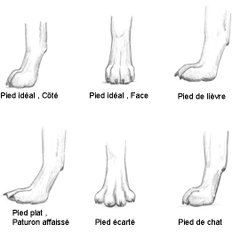 Différents types de pattes