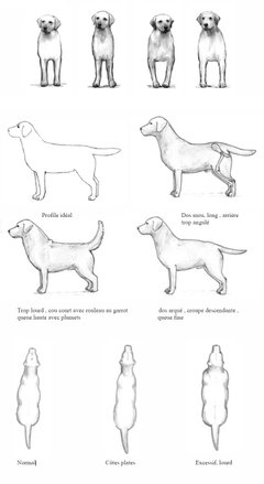 Ossature du Labrador