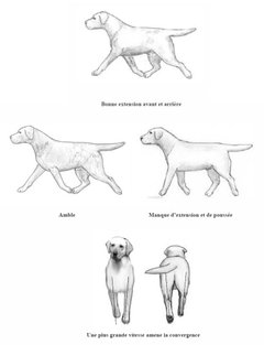 Démarche du Labrador
