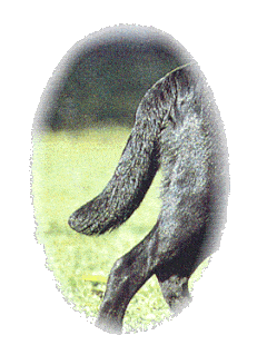 Vrai queue du Labrador Retriever