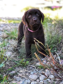 Le Labrador des forges