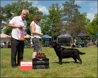 2014_clq_jl_select_dog